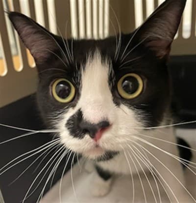 MILLIE - Domestic Shorthair cat available for adoption at Ottawa Humane Society in Ontario