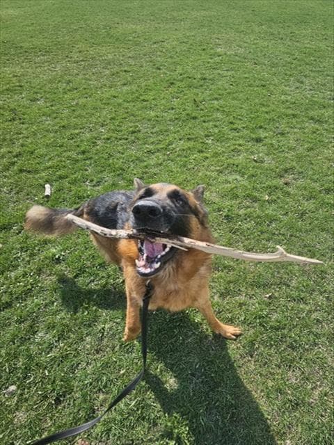 LONGO - German Shepherd Dog available for adoption at Ottawa Humane Society in Ottawa