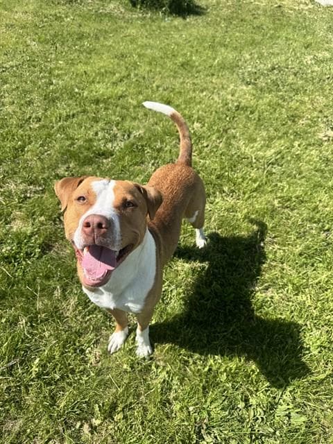 HANK - American Bulldog available for adoption at City of Toronto Animal Services in Toronto
