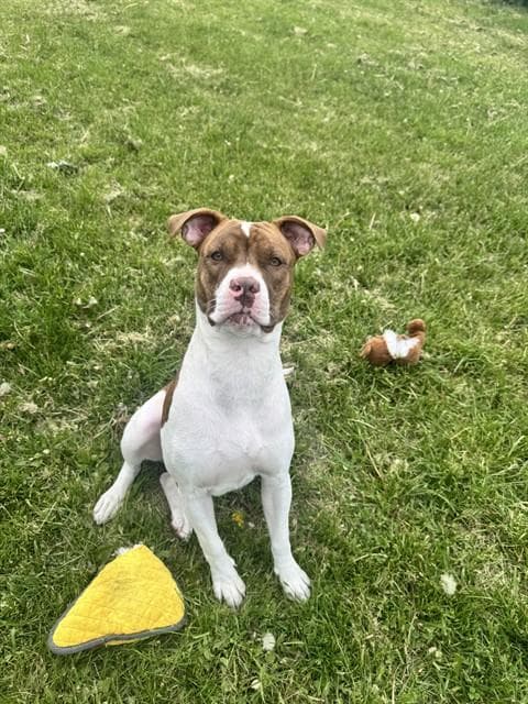 MONROE - American Bulldog mix available for adoption at City of Toronto Animal Services in Toronto