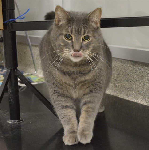JAKE - Domestic Shorthair cat available for adoption at Ottawa Humane Society in Ottawa