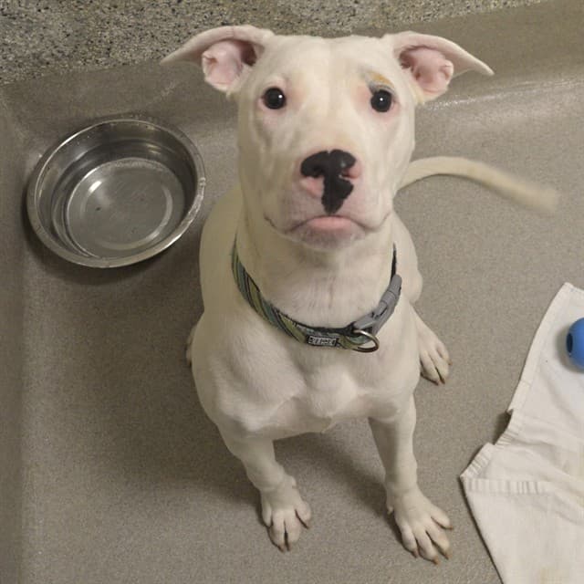 TIANA - American Bulldog mix available for adoption at Ottawa Humane Society in Ottawa