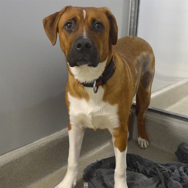 DILL - Rhodesian Ridgeback mix available for adoption at Ottawa Humane Society in Ottawa