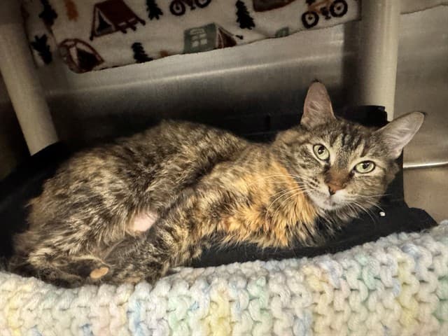 DORI - Domestic Mediumhair cat available for adoption at City of Toronto Animal Services in Toronto