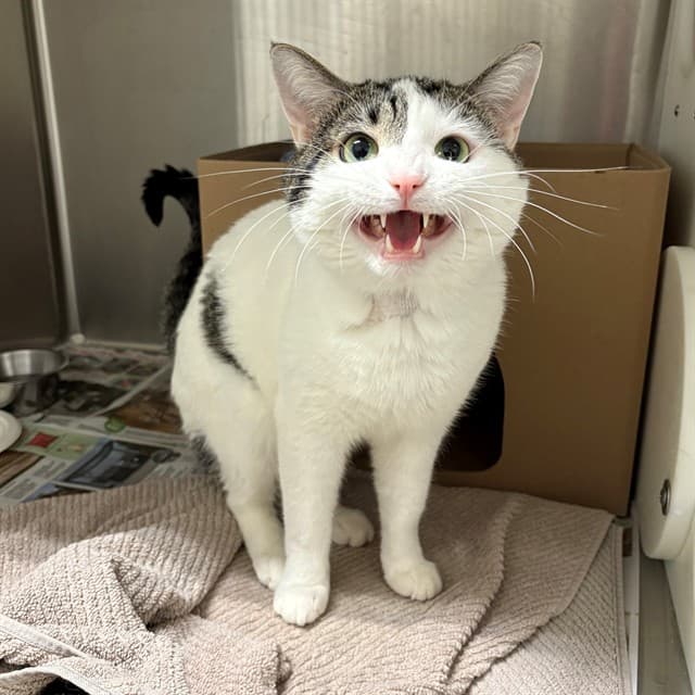 DOBY - Domestic Shorthair cat available for adoption at Ottawa Humane Society in Ottawa