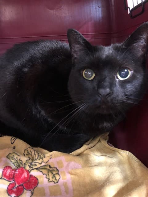 OPAL - Domestic Shorthair cat available for adoption at Ottawa Humane Society in Ottawa