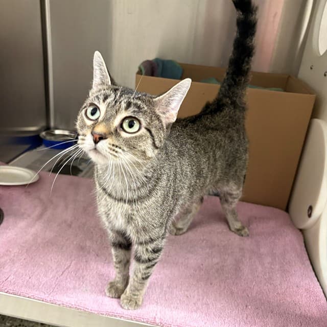 LILY - Domestic Shorthair cat available for adoption at Ottawa Humane Society in Ottawa
