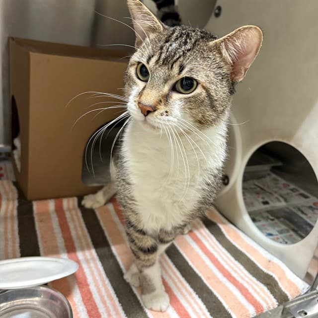 MILOU - Domestic Shorthair cat available for adoption at Ottawa Humane Society in Ottawa
