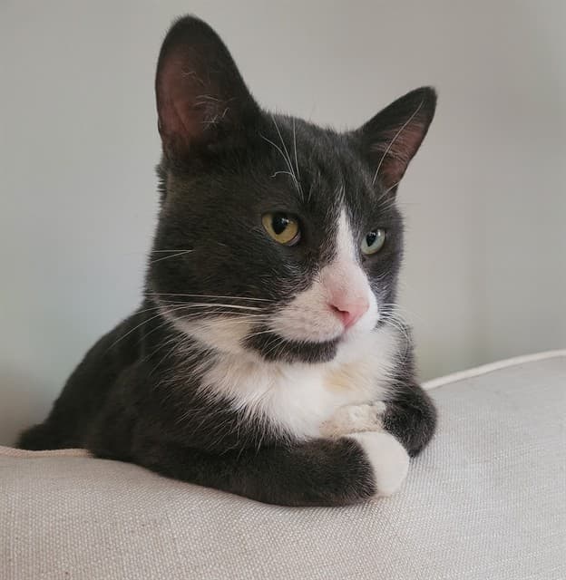 SAMUEL - Domestic Shorthair cat available for adoption at Ottawa Humane Society in Ottawa