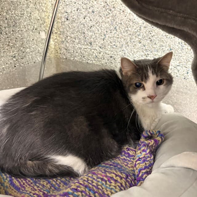 IKE - Domestic Shorthair cat available for adoption at Ottawa Humane Society in Ottawa