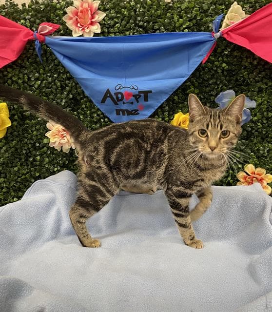 LOLA - Domestic Shorthair cat available for adoption in Calgary