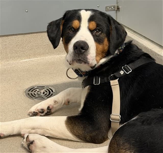 JENSEN - Great Swiss Mtn available for adoption at Ottawa Humane Society in Ottawa