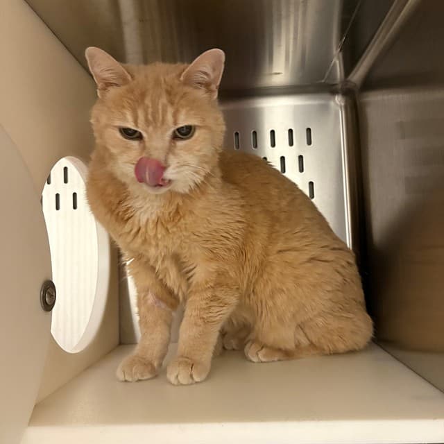 LOTUS - Domestic Shorthair cat available for adoption at Ottawa Humane Society in Ottawa