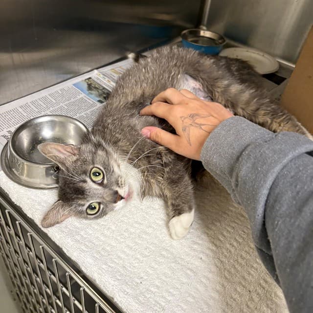 VENA - Domestic Shorthair cat available for adoption at Ottawa Humane Society in Ottawa