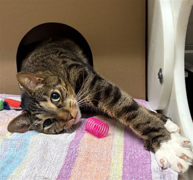 TIGER - Domestic Shorthair cat available for adoption at Ottawa Humane Society in Ottawa