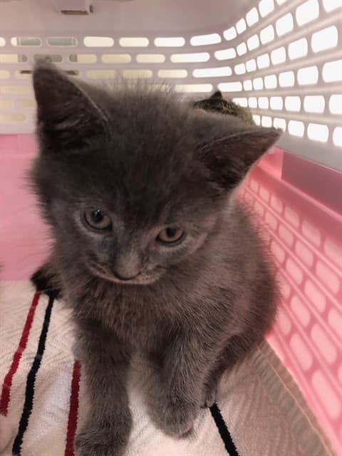 PEEP - Domestic Shorthair cat available for adoption at Ottawa Humane Society in Ottawa