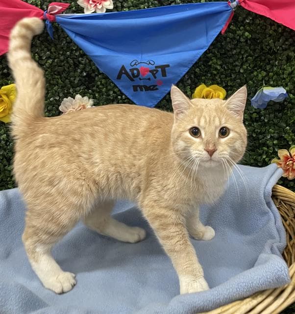 FRANK THE TANK - Domestic Shorthair cat available for adoption in Calgary