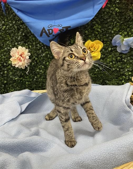 DAISY - Domestic Shorthair cat available for adoption in Calgary