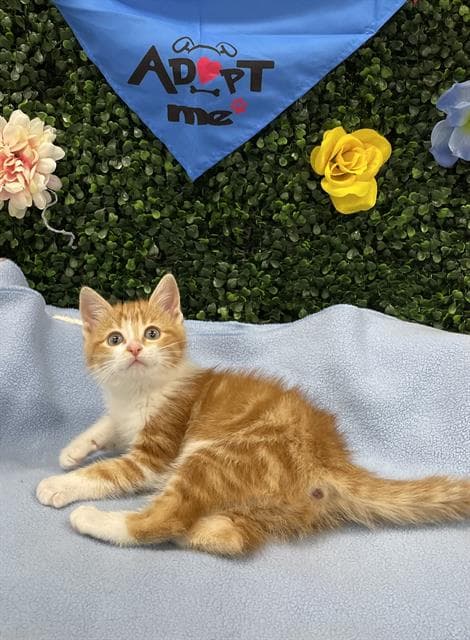 PATCHY-PATCH - Domestic Shorthair cat available for adoption in Calgary