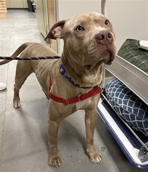 ZEKE - American Bulldog available for adoption at Ottawa Humane Society in Ottawa