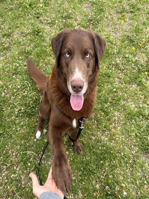 DRAGON - Retriever mix available for adoption at Ottawa Humane Society in Ottawa