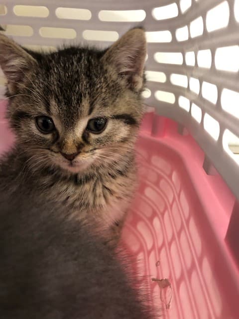 MEEP - Domestic Shorthair cat available for adoption at Ottawa Humane Society in Ottawa