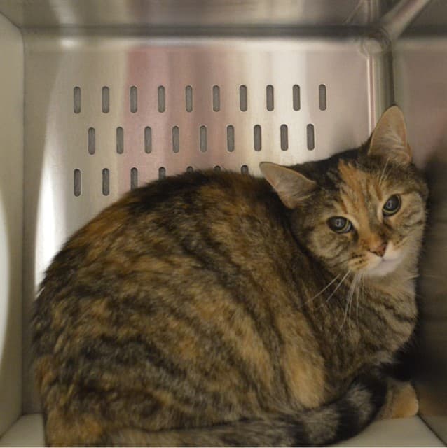 TORI - Domestic Shorthair cat available for adoption at Ottawa Humane Society in Ottawa