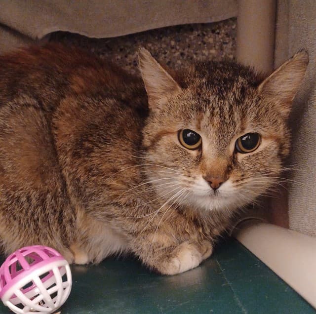 FLEUR - Domestic Shorthair cat available for adoption at Ottawa Humane Society in Ottawa