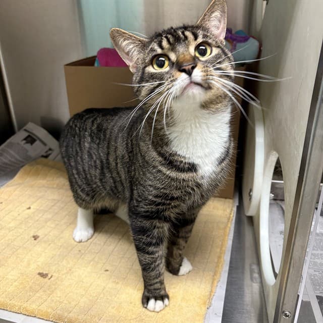 TOBY - Domestic Shorthair cat available for adoption at Ottawa Humane Society in Ottawa