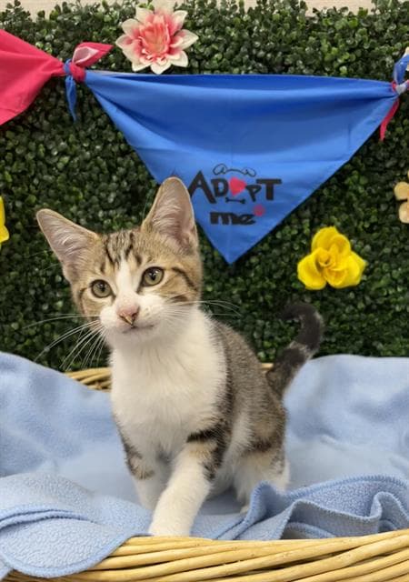 TOOPY - Domestic Shorthair cat available for adoption in Calgary