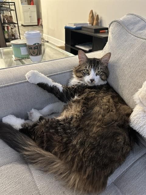 KOKI - Domestic Longhair cat available for adoption at Ottawa Humane Society in Ottawa