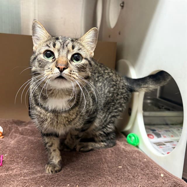 NALA - Domestic Shorthair cat available for adoption at Ottawa Humane Society in Ottawa