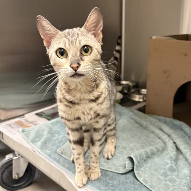 RANNI - Bengal cat available for adoption at Ottawa Humane Society in Ottawa