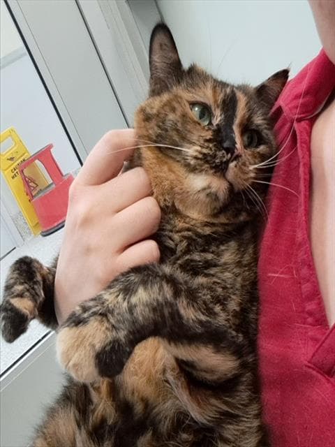 PUDDY - Domestic Shorthair cat available for adoption at Ottawa Humane Society in Ottawa