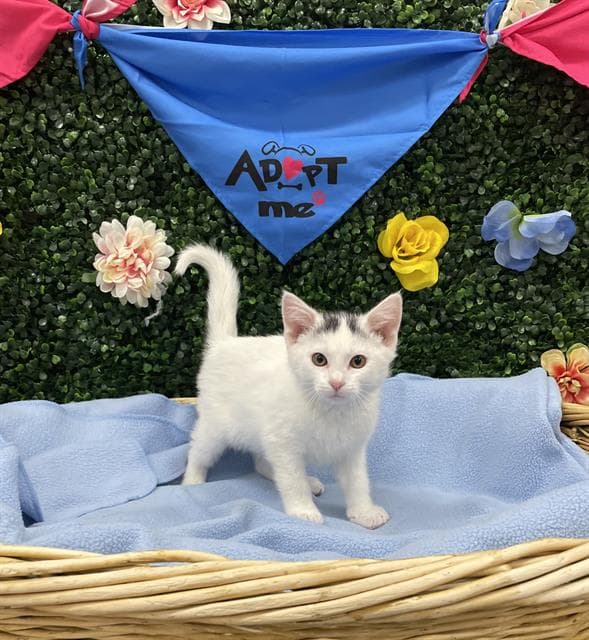TOUPEE - Domestic Shorthair cat available for adoption at Saskatoon Animal Control Agency in Saskatoon