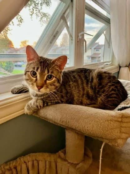 JULIO - Domestic Shorthair cat available for adoption at Ottawa Humane Society in Ottawa