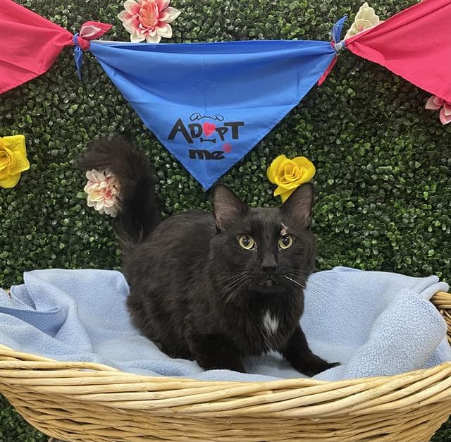 BUNGEE - Domestic Mediumhair cat available for adoption at Saskatoon Animal Control Agency in Saskatoon