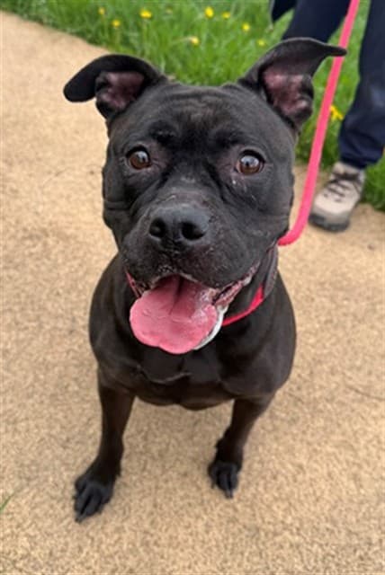 SHERA - American Bulldog and Labrador Retriever available for adoption at City of Toronto Animal Services in Toronto