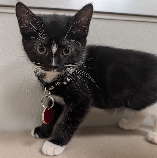 DOMINO - Domestic Shorthair cat available for adoption at Ottawa Humane Society in Ottawa