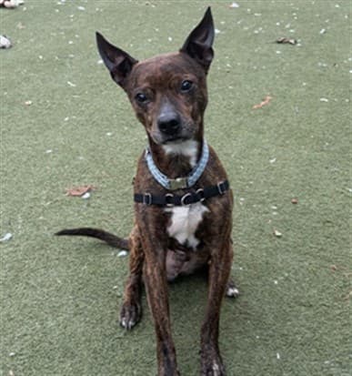 CHAMP - Med Terrier Mix available for adoption at Ottawa Humane Society in Ottawa