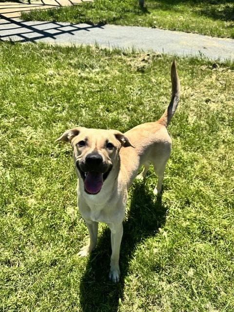 BRODY - German Shepherd Dog and Black and Tan Coonhound available for adoption at City of Toronto Animal Services in Toronto