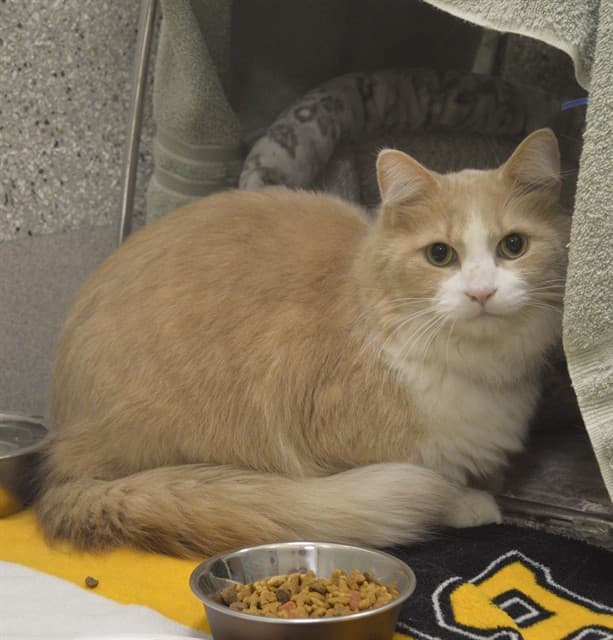 JUNIOR - Domestic Longhair cat available for adoption at Ottawa Humane Society in Ottawa