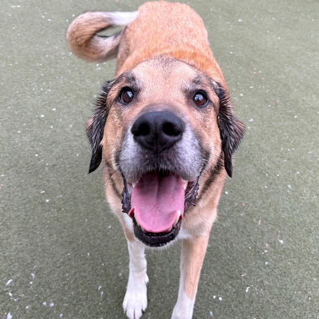 ELLIOT - Mastiff and Great Pyrenees available for adoption at Ottawa Humane Society in Ottawa