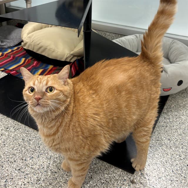 CLYDE - Domestic Shorthair cat available for adoption at Ottawa Humane Society in Ottawa