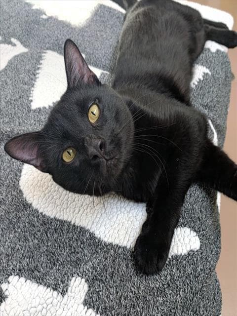 ENZO - Domestic Shorthair cat available for adoption at City of Toronto Animal Services in Toronto