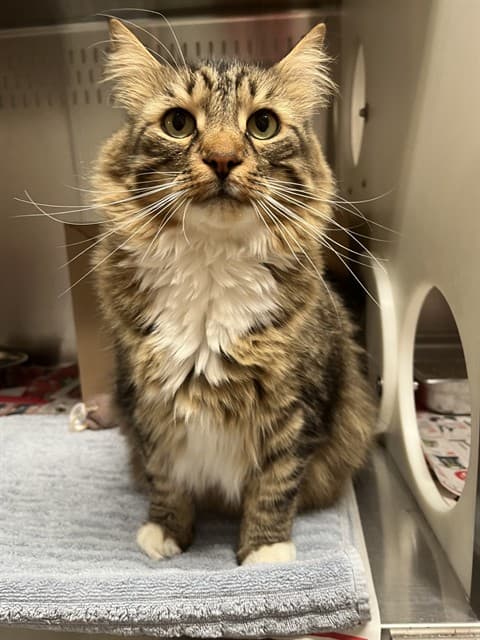 WINX - Domestic Longhair cat available for adoption at Ottawa Humane Society in Ottawa