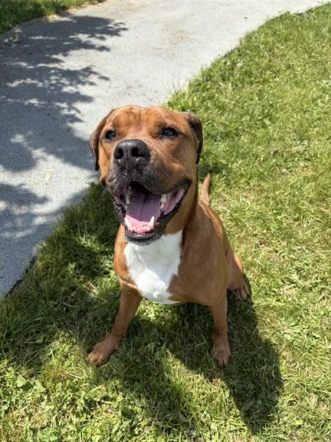 RYE - Boxer mix available for adoption at City of Toronto Animal Services in Toronto