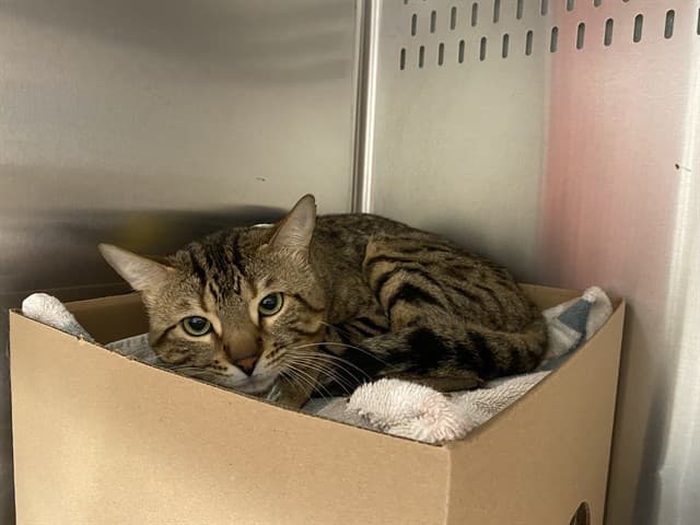 HUNTER - Bengal mix cat available for adoption at Ottawa Humane Society in Ottawa