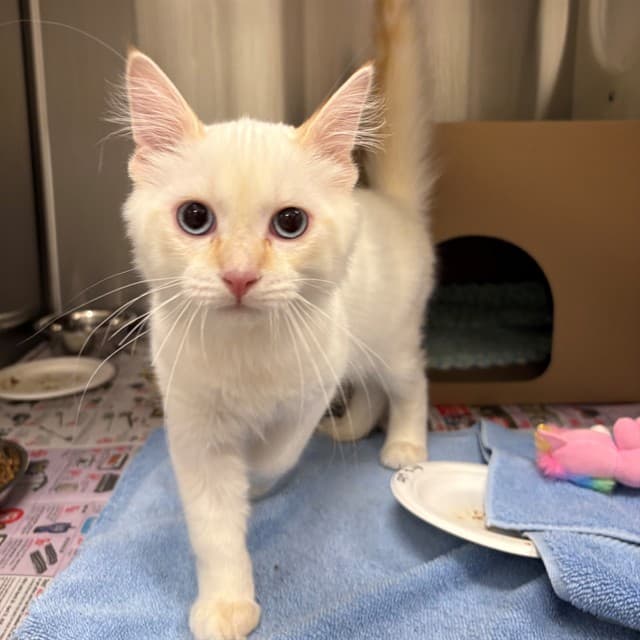 ASPEN - Domestic Longhair cat available for adoption at Ottawa Humane Society in Ottawa