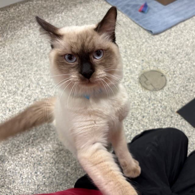 SIMBUL - Balinese mix cat available for adoption at Ottawa Humane Society in Ottawa
